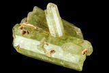 Five Yellow Apatite Crystals (over ) - Morocco #108371-1